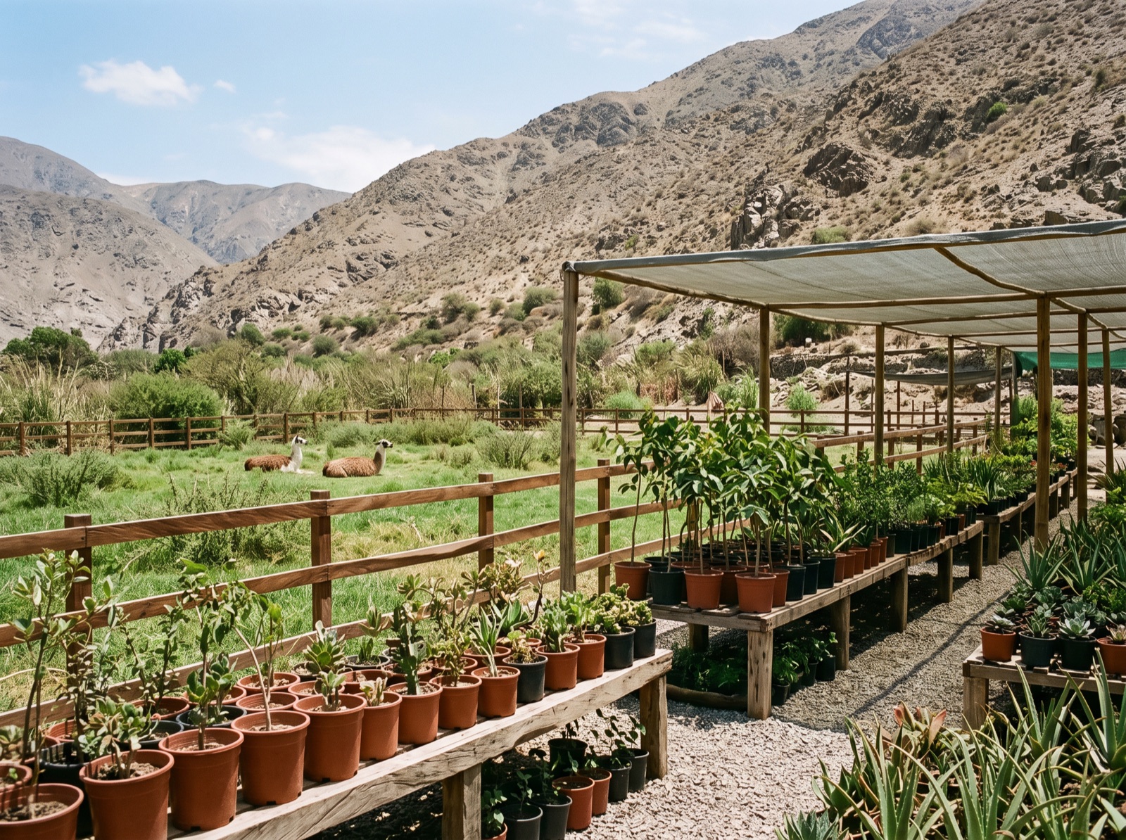 El mini zoo y el vivero de Chosica: dos llamas echadas en el pasto tras una cerca de madera y las bancas con plantas en macetas