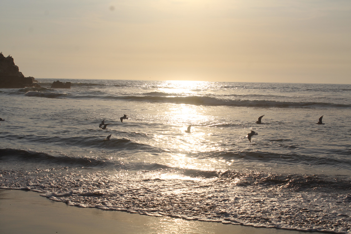 Gaviotas sobre el mar al atardecer